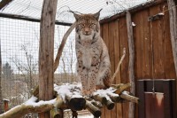 /album/fotogalerie-zoopark-zajezd-mala-rodinna-zoo-nedaleko-kladna/zoopark-zajezd5555-jpg/